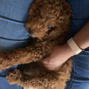 Meet your Posher, Danielle